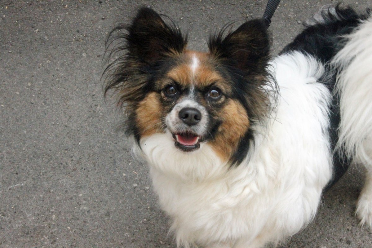 PAWSChicago's tweet photo. It's @Amazon #PrimeDay! While you do your shopping, think about helping the homeless pets at PAWS Chicago like Cassandra. We are in need of everything from dog leashes to kitten food and dog treats! You can see our Amazon Wishlist here: https://t.co/ycmoBwf1tg #amazon https://t.co/fSXgznB1dO
