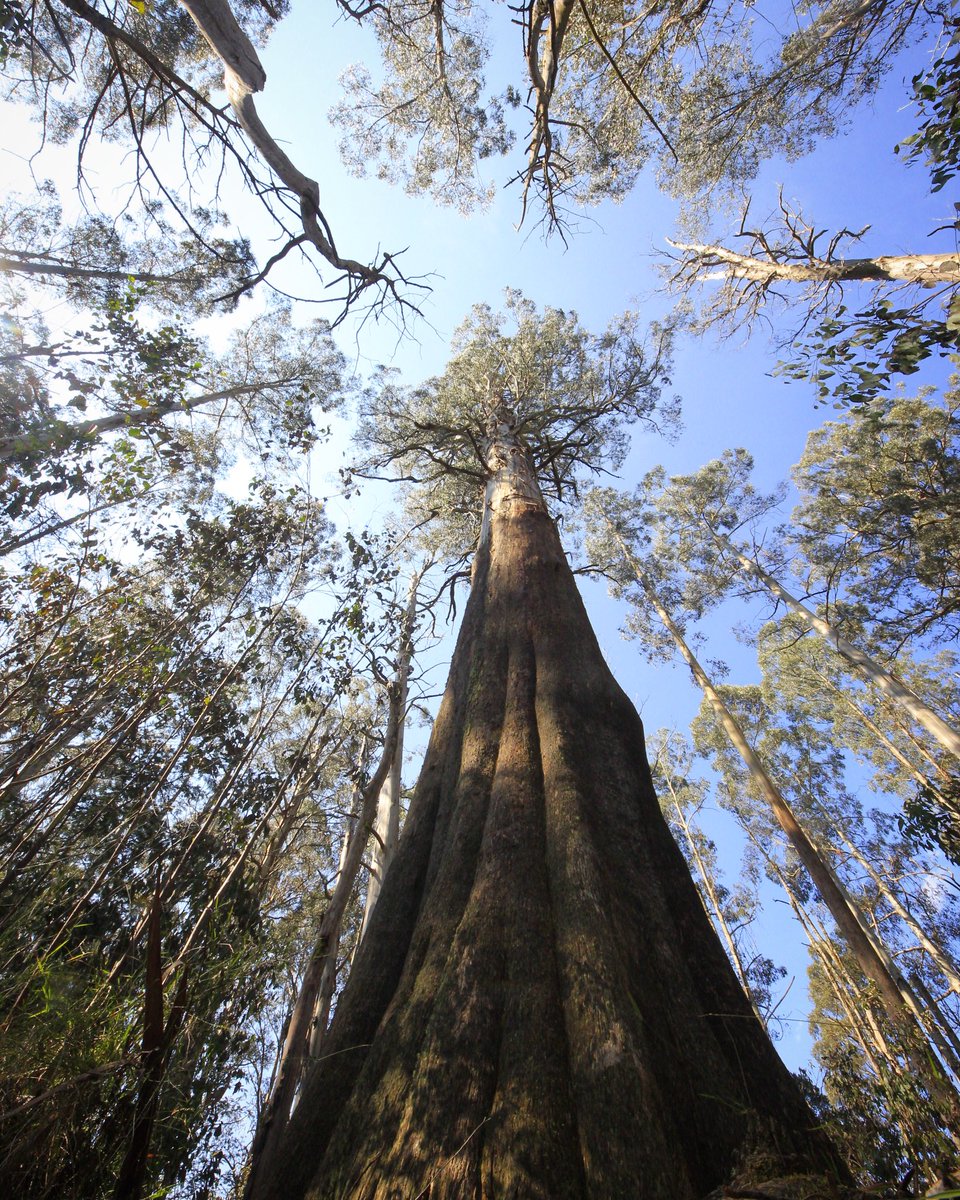 GreatForestNP's tweet photo. We have waited long enough, deals were agreed and the time to get behind Melbourne’s new parkland is now @DanielAndrewsMP - please stop stalling and start acting. #gfnpnow #melbourne 🌳#regionalVictoria https://t.co/oNjrS7Ik5z
