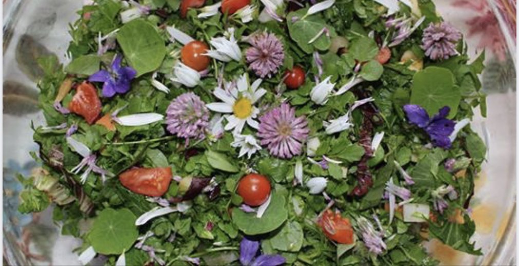 LAllgyer's tweet photo. These six common “weeds” are loaded with more vitamins, minerals, antioxidants and protein than almost any vegetable at the grocery store… and better yet, they’re free!
My kids love chickweeds and Dandelions! Now we'll have to try the rest!   https://t.co/zRgjc7Y910 https://t.co/btuCWqb0Gy