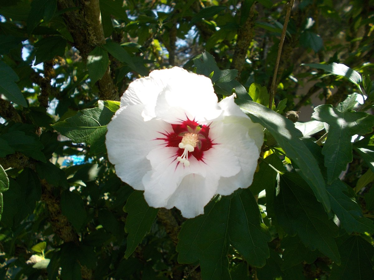 AChapzt's tweet photo. Enfin elles sont là ! 😊🙌🌺🌿 #hibiscus #flowers https://t.co/dT2Gx6Ugs4