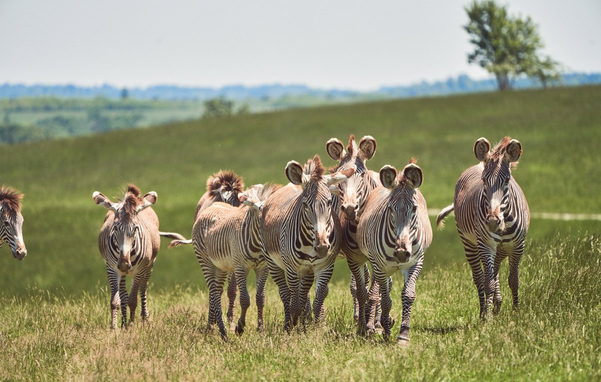 OhioGoodforLife's tweet photo. Thanks to the ongoing support from @AEPOhio, @thewilds is home to more than 500 animals, representing 28 species from some of the world's rarest animals.
https://t.co/xEpkru8hXI https://t.co/THK7QVl1bu