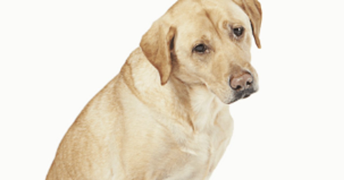 PacPayroll's tweet image. On Amazon Prime Day, site and app crash; shoppers left in lurch instead see photos of dogs buff.ly/2zFS9CV via @usatoday

#AmazonPrimeDay #amazoncrash