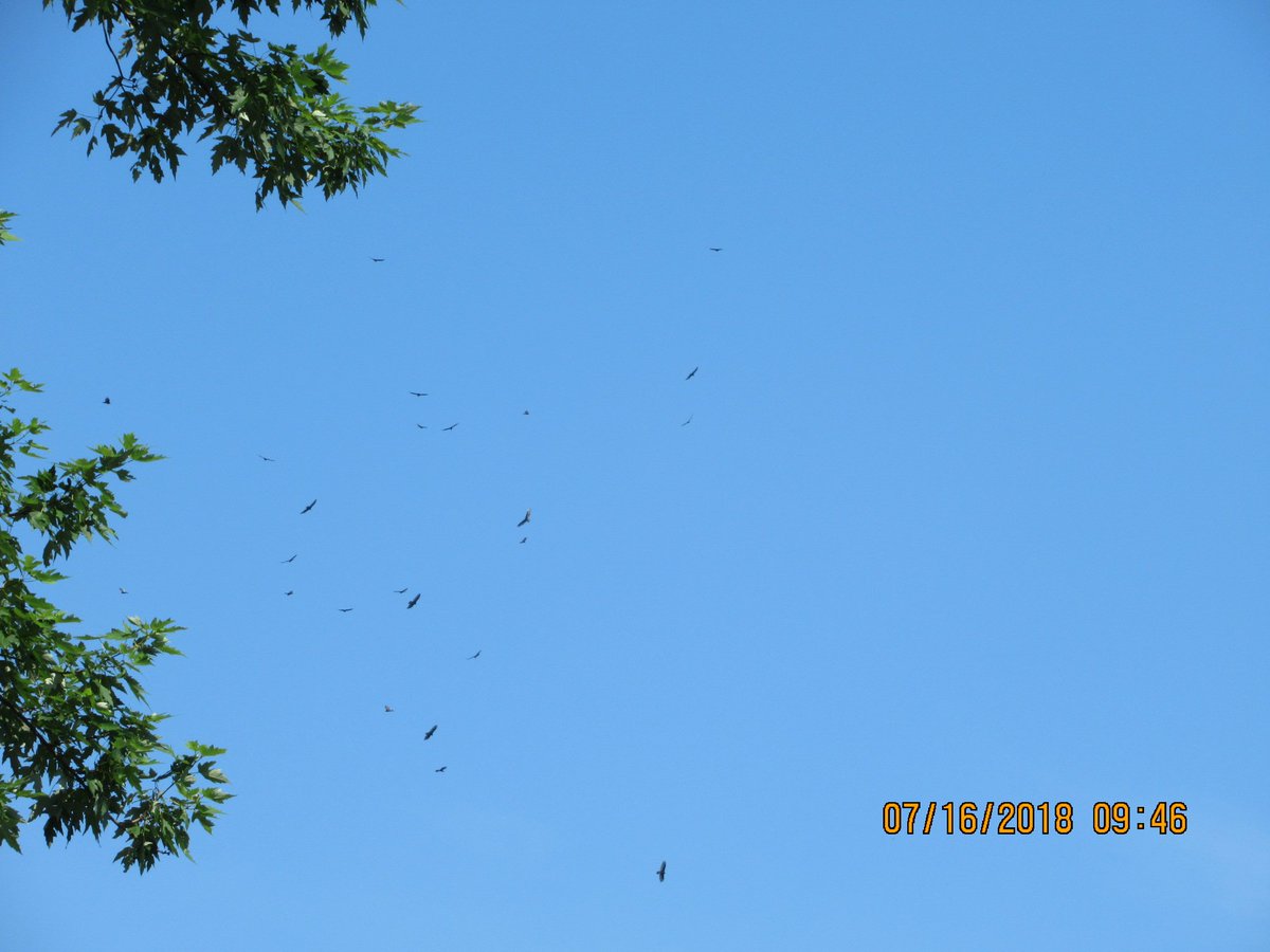 Inspected a nice house in Canastota this morning. When I looked up, there was this large grouping of vultures. Not sure if there was a large dead animal or something about to die, but they are ready.