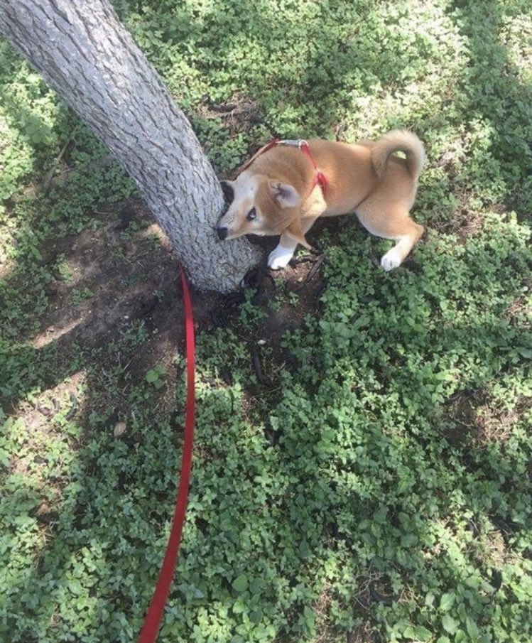 JHOVASTHCCNESS's tweet photo. Big stick energy https://t.co/1IQnV9EeCV