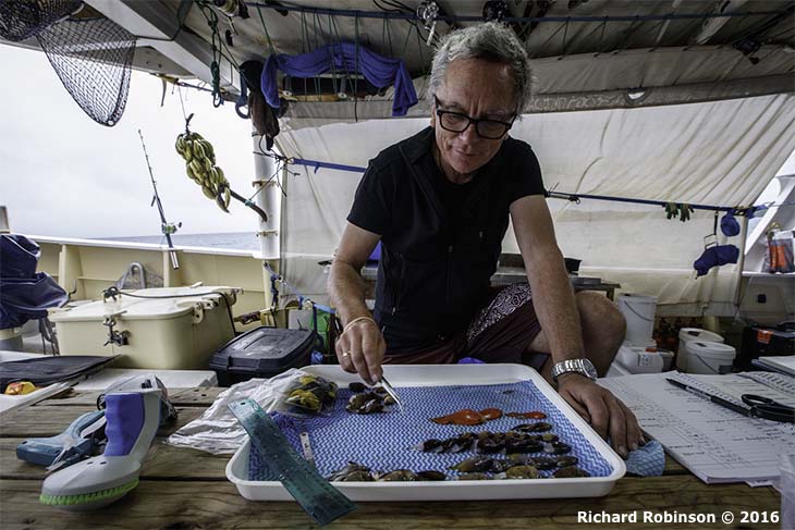 NZScienceLearn's tweet photo. Voyage to the South Pacific - a journey with Tom Trnski, Head of Natural Sciences @aucklandmuseum - 31 July
https://t.co/wo03GZP5Oi
#MarineScience #Biodiversity #scichatnz @Baseline_NZ @Zoo_Kept @niwa_nz @jmnicholls https://t.co/AF9Ubqw96c