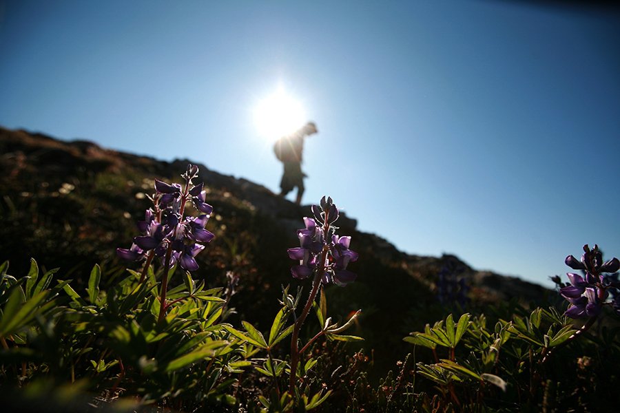 offyonder's tweet photo. KONGAKUT RIVER, AK - Hiking on Caribou Ridge along the Arctic Lupine (Lupinus arcticus).
-
#offyonder #arctic #alaska #hiking #wander #flowers #silhouette #BestInTravel #JetJournal #AweSupply #NatGeoTravel #NatGeoYourShot #ForbesTravelGuide #BBCTravel @sunetamm https://t.co/W1KaSykLJF