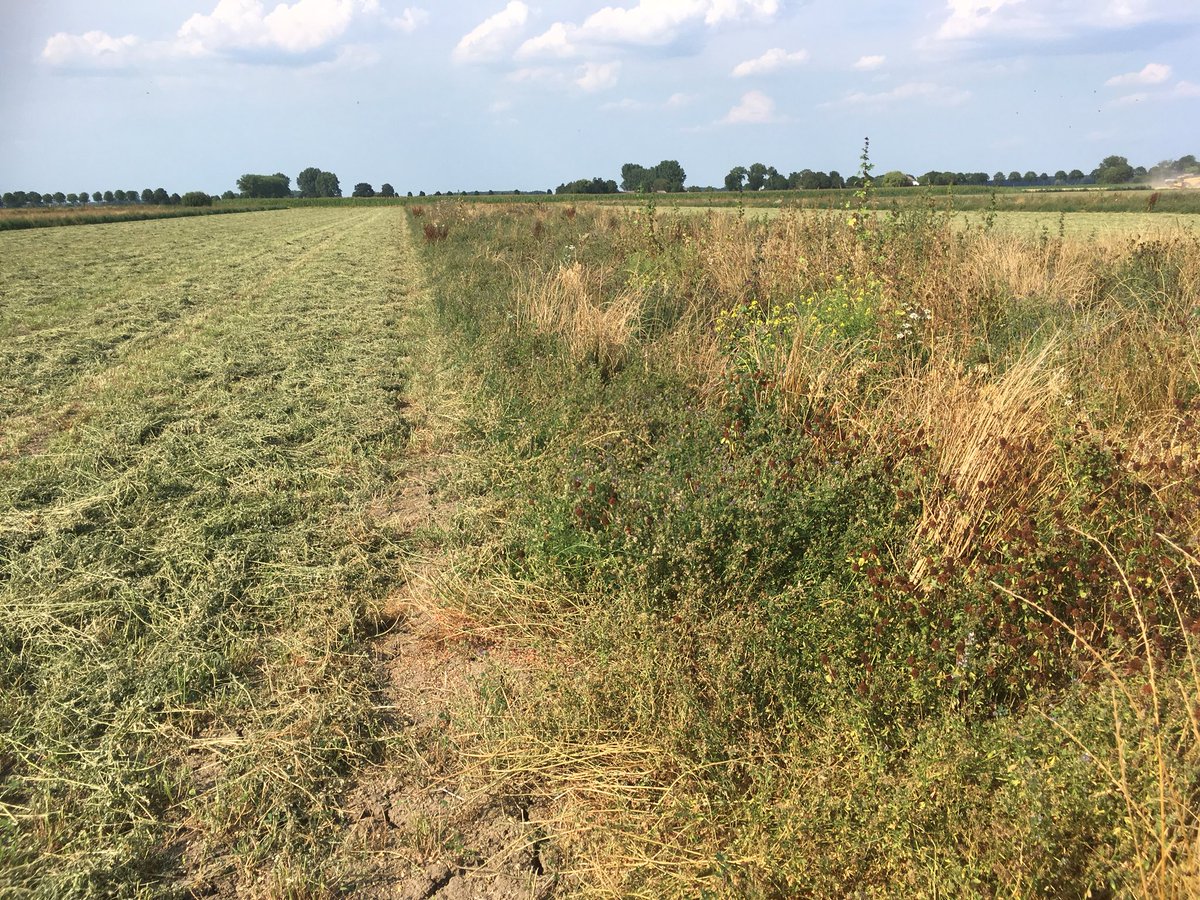 Veel vlinders, waaronder zeldzame Gele luzernevlinder op niet-gemaaide delen van Vogelakker; ook een mooi resultaat Agrarisch natuurbeheer in @Altena2019!
