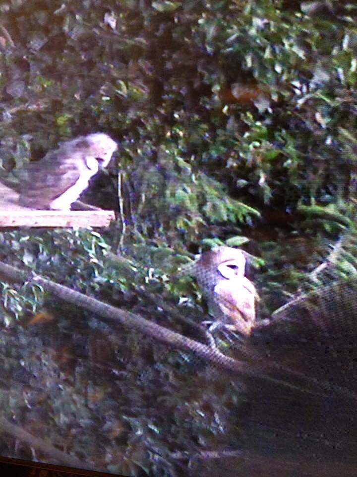 LornaOB's tweet photo. Biggest #barnowl #owlet has flown tonight #springwatch2018 https://t.co/YjR8RGgLGT