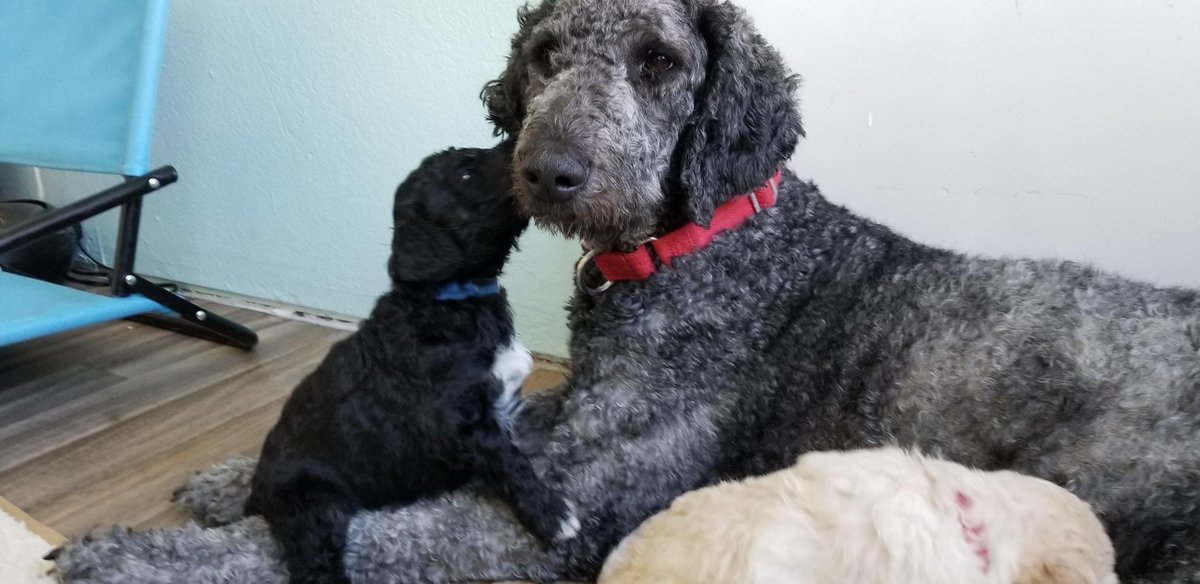 ChappyShowcase's tweet photo. This momma is amazing! Mr. Blue says hi too! @Mobility_dog @SusanLambert @VanWebFest @BiSeriesland @petchatmary @uncleronski @Hanksdogstuff @ptstringfellow @WebVeeGuide
@JasonBrubakerLA @M_C_Alexander @ch3tv
#ptsddog 
#trendingseries #mommalotus
#mobilityservicedog #poodlepup https://t.co/Z8Hku1EPIS