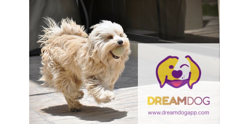 The ball ain't gonna throw itself! #DreamDog
dreamdogapp.com