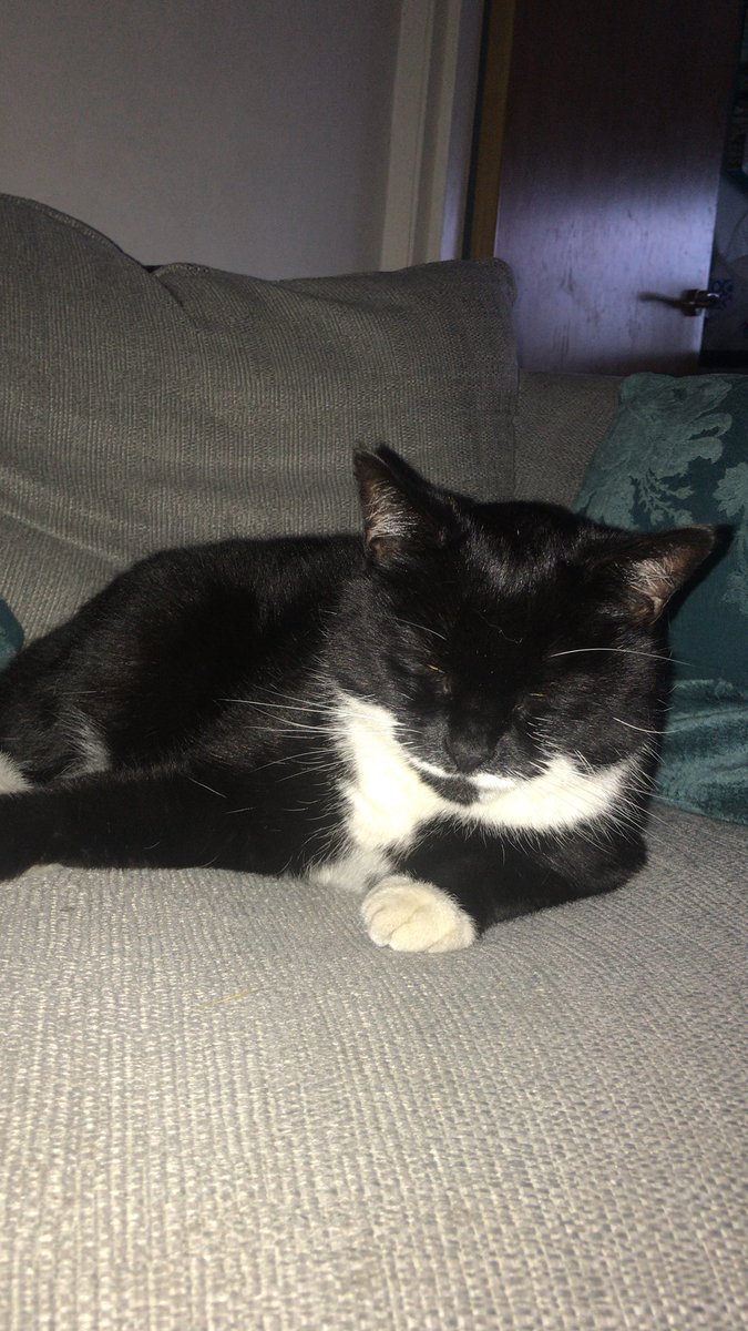 meowio's tweet photo. 😽 https://t.co/pbYNWoBSPQ