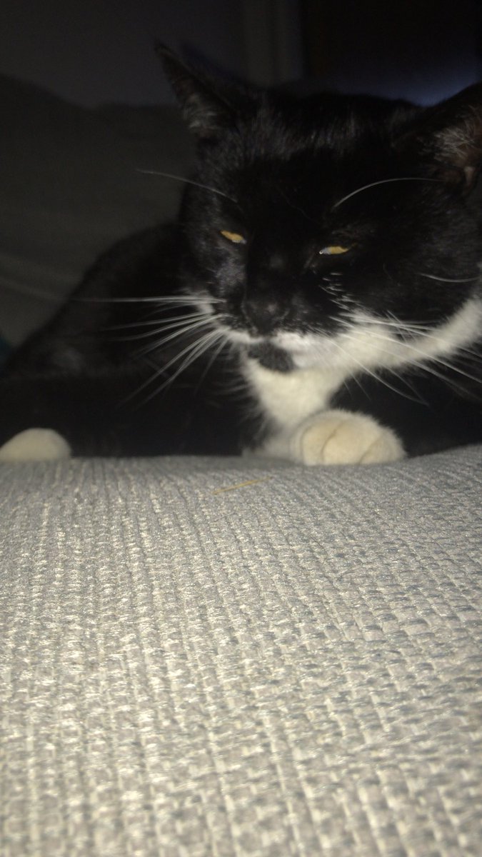 meowio's tweet photo. 😽 https://t.co/pbYNWoBSPQ