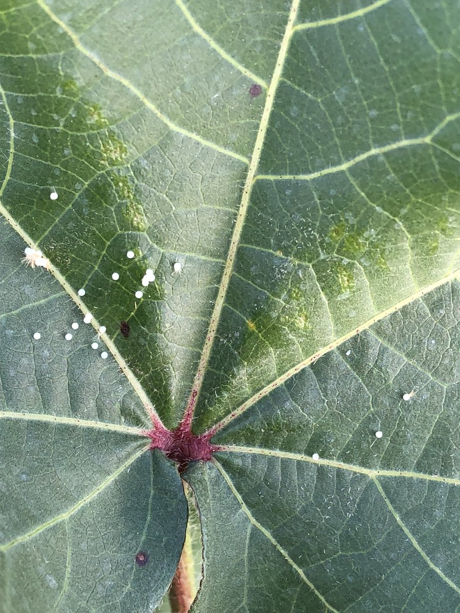 Angus Catchot tweet media