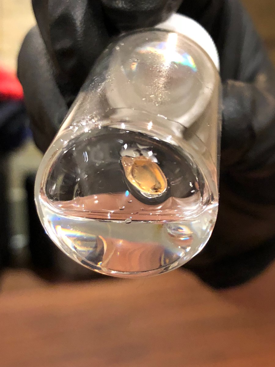 addictivebrain's tweet photo. Cleared a hemisphere of the brain using #uDISCO. A neat method. Now, time to label some cleared brains.... https://t.co/IkudlkgZhW