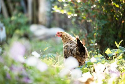 gc_guide's tweet image. News - Why raising chickens is good for your garden &amp;gt;&amp;gt; zpr.io/6X9h4  #gardeningtips