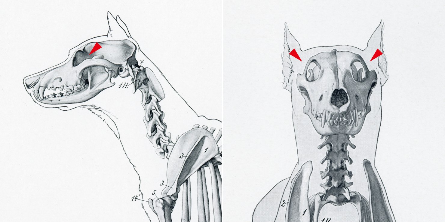 Twitter 上的 伊豆の美術解剖学者 Ellenberger 芸術家のための動物解剖学 の犬 通常は側面図 のように前頭骨の後眼窩突起が頬骨と繋がっていないが 前方の図では繋がっている 別冊の原著テキストは未確認 頭部に対して目が大きく 毛足の短い犬では この部分で