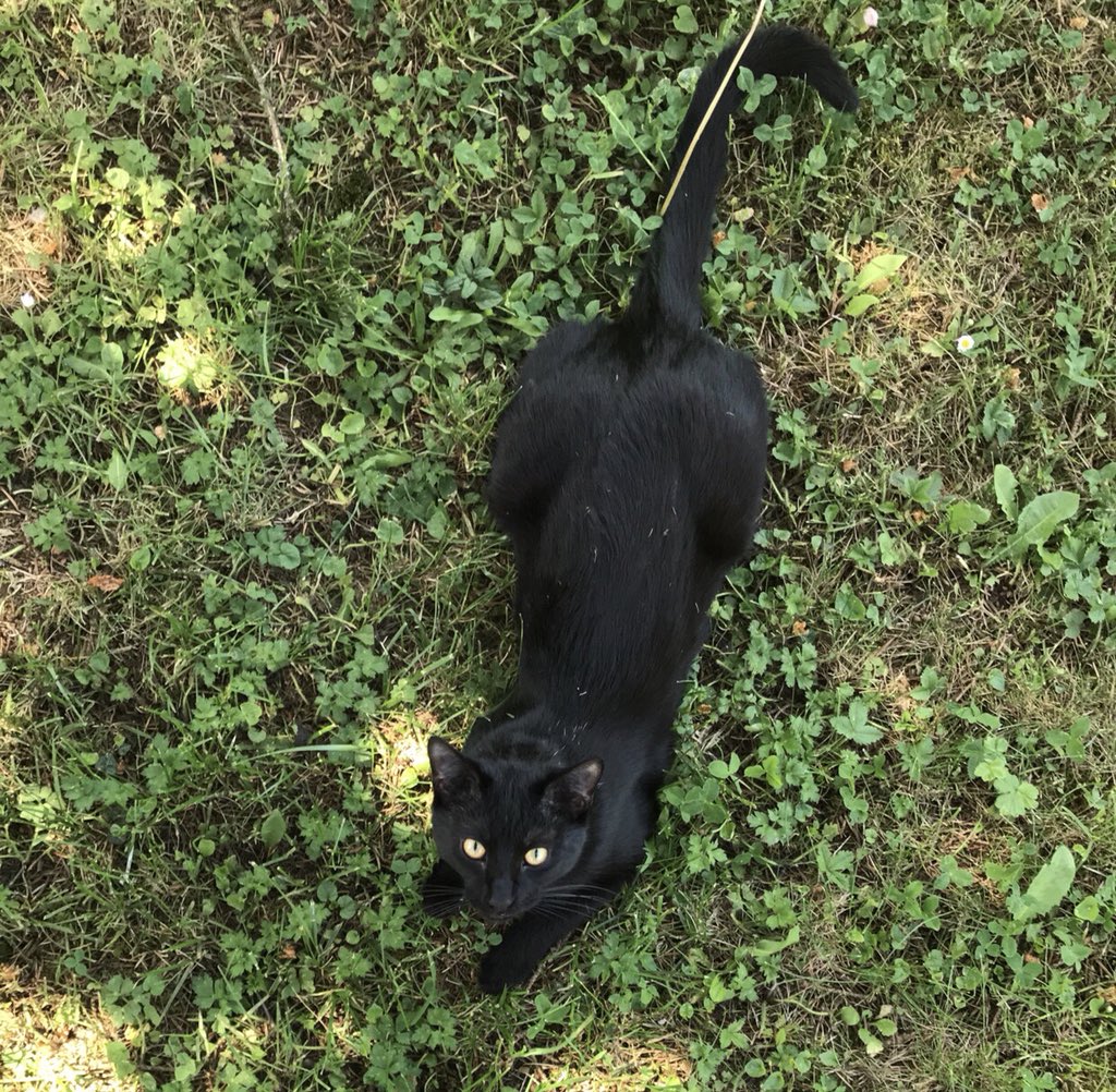 _Fortitudo_'s tweet photo. @ChurchofSatan My Maurice 🐾 https://t.co/DhVBaWjE9k