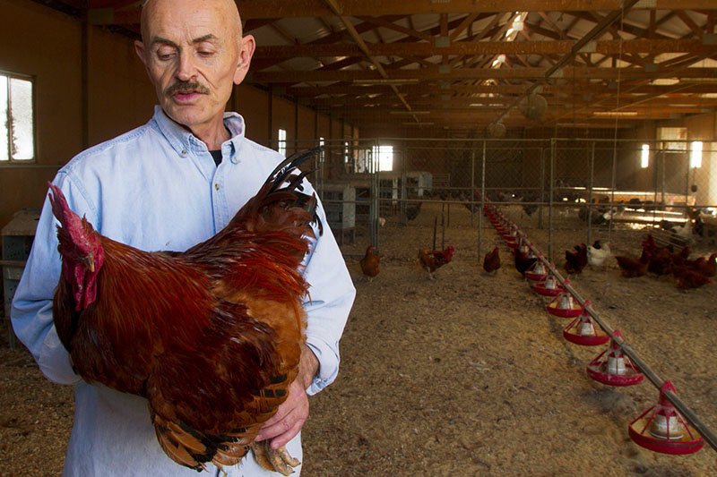 PopMatters's tweet image. Farmer Frank Reese and Director Christopher Quinn speak with Bernard Boo of PopMatters about the devastating impact of factory farms on animals, the people that eat them, and the crumbling environment around them. #Interview popm.at/2LkXVeE