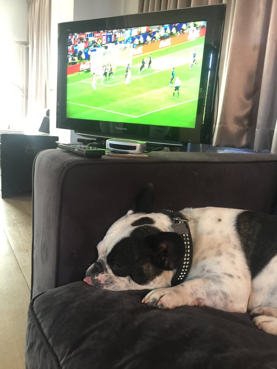 fientweet's tweet photo. You can see, as a French bulldog i am naturally overjoyed the FRENCH won the World Cup. Hurray. #FRACRO #bully #frenchbulldog #lifeisgood #dogsofftwitter #bulldog #frenchie #friend #dogslive #bulldoglove https://t.co/bV9hHNTLcA