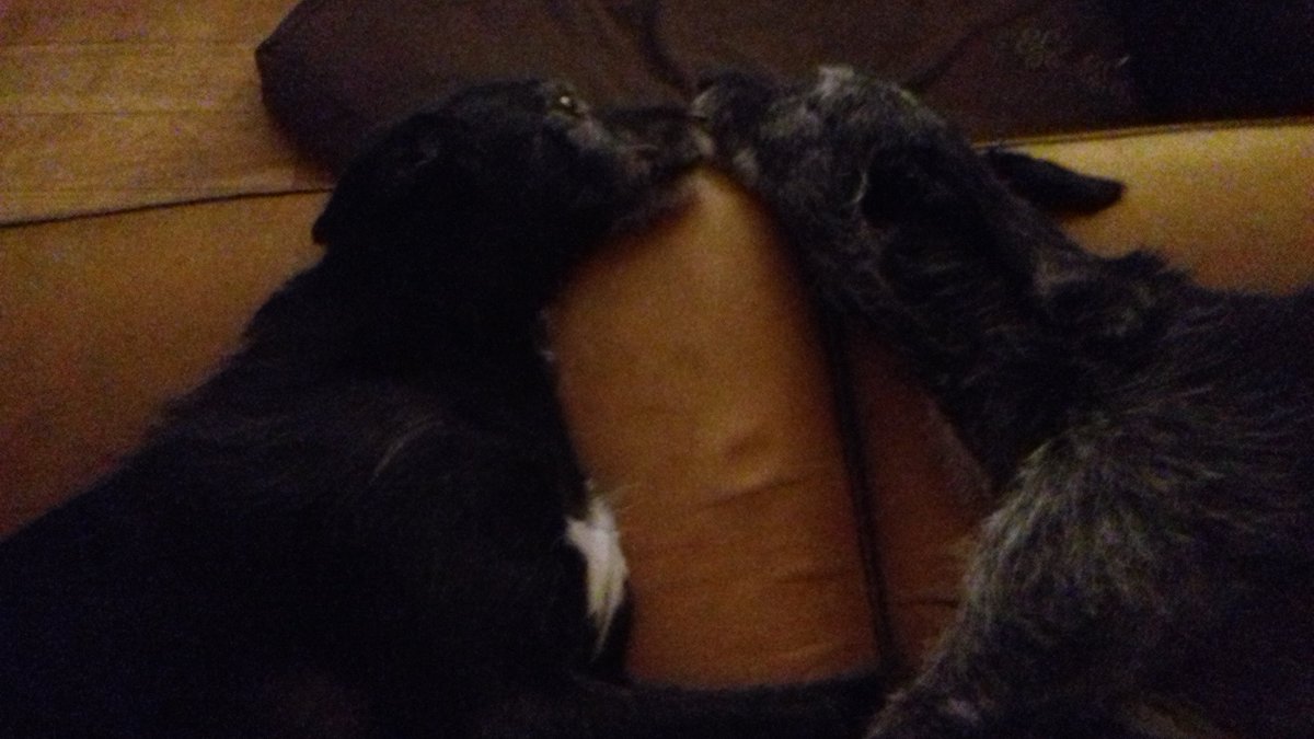 LisaMytton's tweet image. My buddies #talkingtothedogs #noanswers 😂