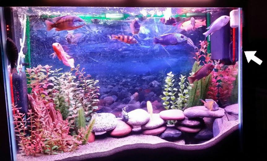 SantaMonicaFil's tweet photo. Here is a HOG1.3 or HOG2 in freshwater; these are better for FW because they don't have strings (strings are better for salt). More here:
https://t.co/tZwn7THK3m
#aquarium #coral #chaeto #algaescrubber #reactor #pellets #filter #skimmer #nano #algae #fishonly #zeovit https://t.co/BMwX4zTmj8