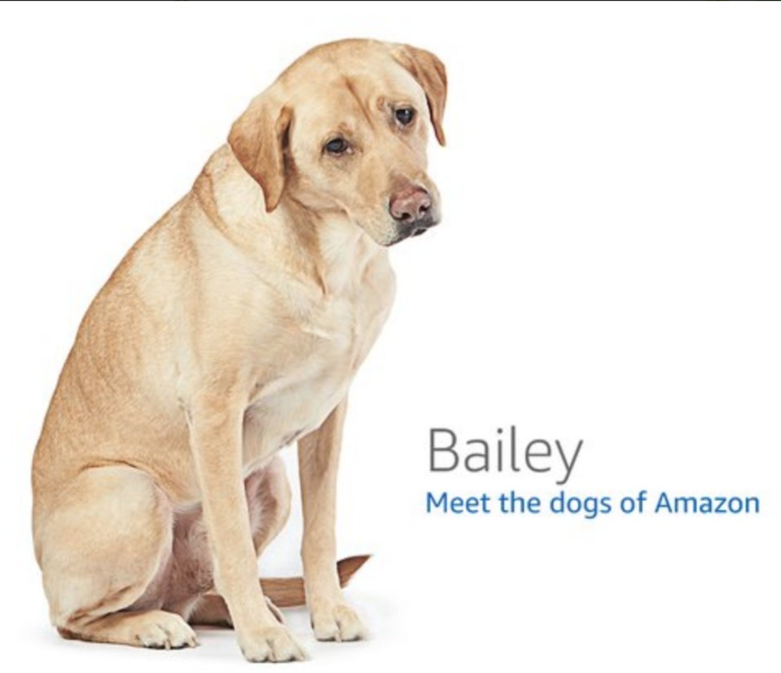 The Woof イヌメディア Amazon プライムデーのアクセス集中で エラーページのイヌたち 多分 アマゾン 本社に出勤している犬 が大活躍 全部で何ワンコいるんだろ Primedayfail インスタアカ T Co Nkfy1lv23q T Co