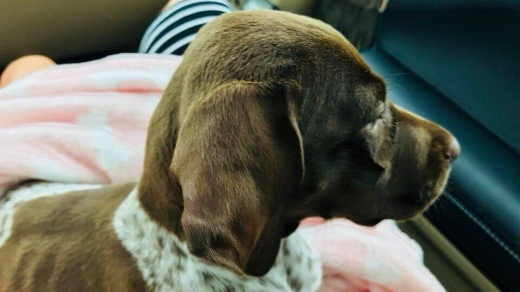 wcnc's tweet photo. Saving Sadie: Kids work to raise money for dog's costly surgery https://t.co/04V9Pi4wyP https://t.co/u0WohZ8smv