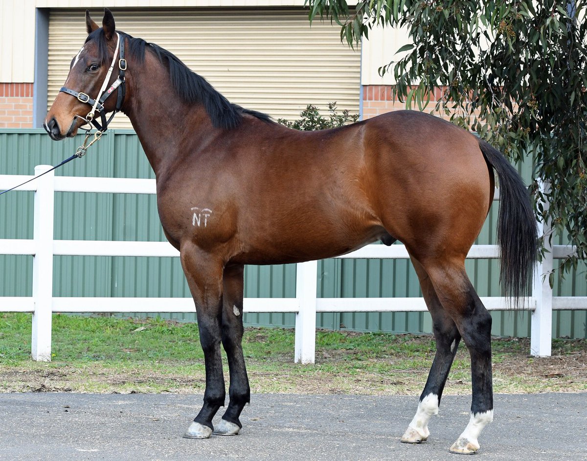 Tricolours Racing (@tricoloursr) on Twitter photo Donāt miss your chance to race this son of Hinchinbrook with superstars Boyd Cordner and Wade Graham to be trained by <a href="/PrideRacing/">Pride Racing</a>. vimeo.com/280151343 Full details here tricolours.com.au/horse/hinchinb⦠Donāt miss your chance to race this son of Hinchinbrook with superstars Boyd Cordner and Wade Graham to be trained by <a href="/PrideRacing/">Pride Racing</a>. vimeo.com/280151343 Full details here tricolours.com.au/horse/hinchinbā¦