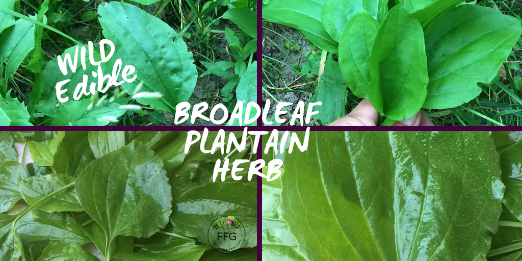 VeRAWonica's tweet photo. #Wild and #Edible #RAW Food, the #Plantain is an #HERB and is not a Weed. #broadleafplantain #foraging #wildforce #plantpower #medicinal
#verawonica #foodiefoodgirl #plantbased #forager #wild #vegan #rawfoodist #rawplants #green #7dayraw #onedayraw #greendrink #greenpowder https://t.co/VXb2JMmFYD