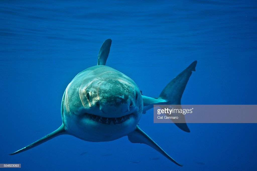 なにその特殊能力 サメフリークなのでサメの写真を一目見ただけでどの素材を使ったかわかる 人現る Togetter