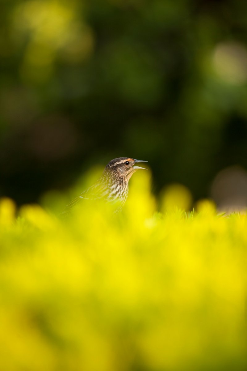 Vous pouvez venir observer les 270 espèces oiseaux présent dans la #Ceinturedeverdure cet été 🐦 ! Découvrez plus d’activités à faire dans notre blog juste ici ➡️ : ow.ly/PEoL30kGT7e #summer