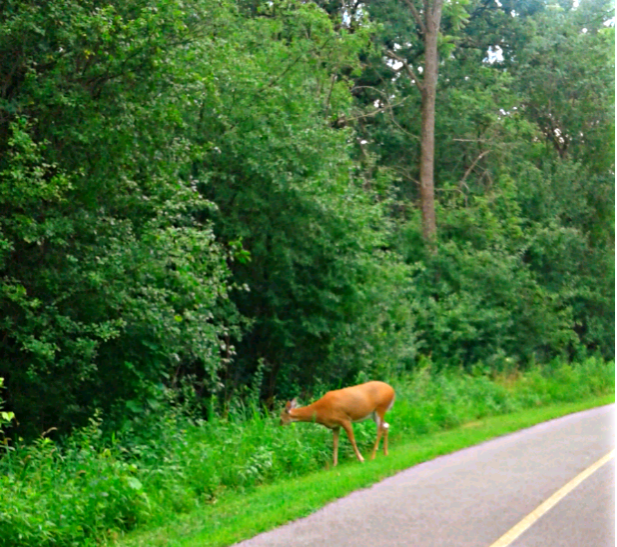 LionLikeLeo's tweet image. 'Cause everyday is adventures in paradise.. #NaturePath