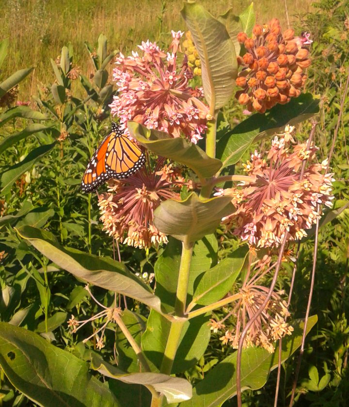 LionLikeLeo's tweet image. 'Cause everyday is adventures in paradise.. #NaturePath