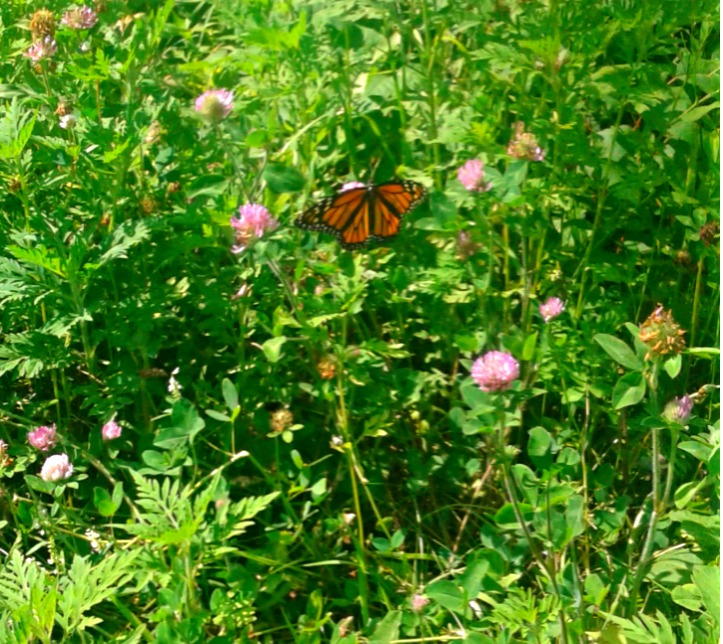 LionLikeLeo's tweet image. 'Cause everyday is adventures in paradise.. #NaturePath