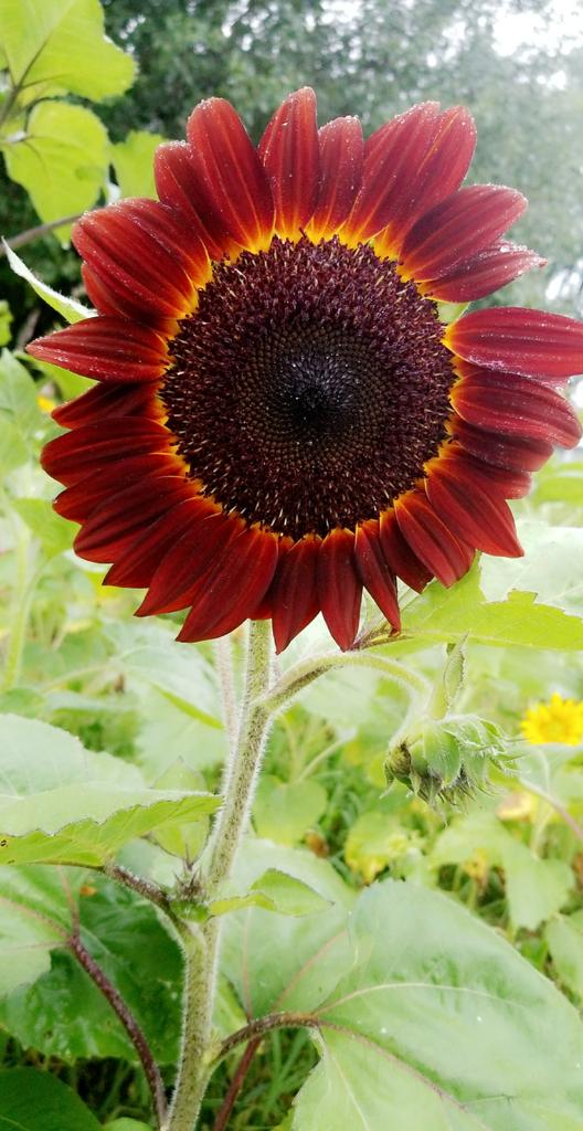 DWomble29's tweet photo. Thankful for the rain showers today @DanielleBreezy This beauty bloomed 🌻 #rainisagoodthing https://t.co/23ZnXez8he
