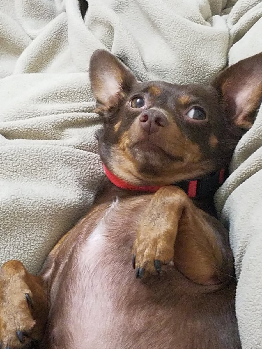Merpington's tweet photo. @MissGinaDarling This is my dog, Mocha. She's half Chihuahua and half doxen. She also often honks when she gets too excited. https://t.co/YITOEZ8iis