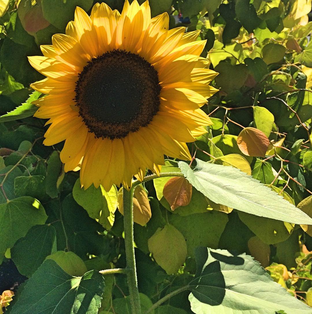 NicoleMKnight's tweet photo. Look what popped open over the weekend! 👋🌻 

#Summer #Sunflowers #MondayMotivation #workfromhome #workfromanywhere #mompreneur #squamish #entrepreneurlife #manifest #wealth #freedom45 https://t.co/nvhVM7EPmY