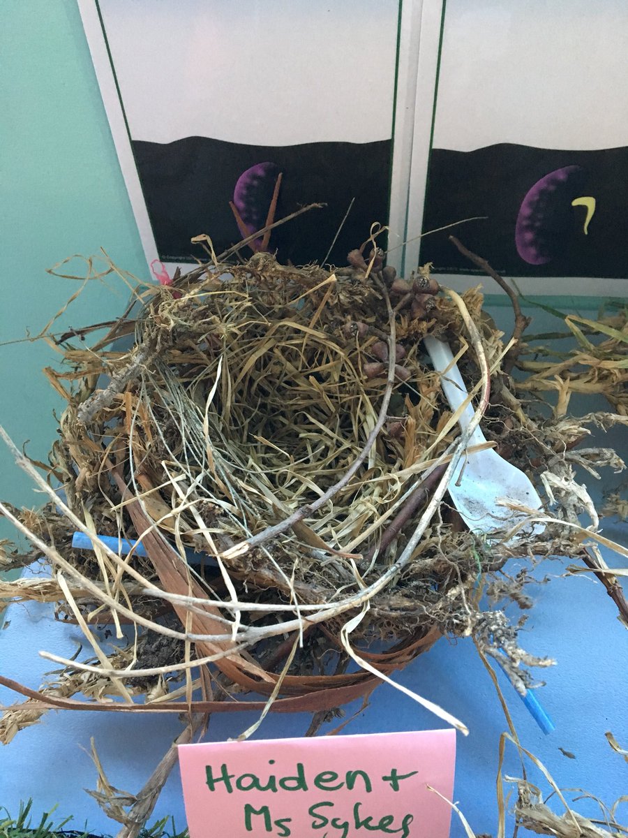 kafi_j's tweet photo. Learning about #sustainability this term! Started #tuningin by making birds nests out of found materials and discussing human made and natural materials. Students were so #engaged! https://t.co/yCXKLsso0w