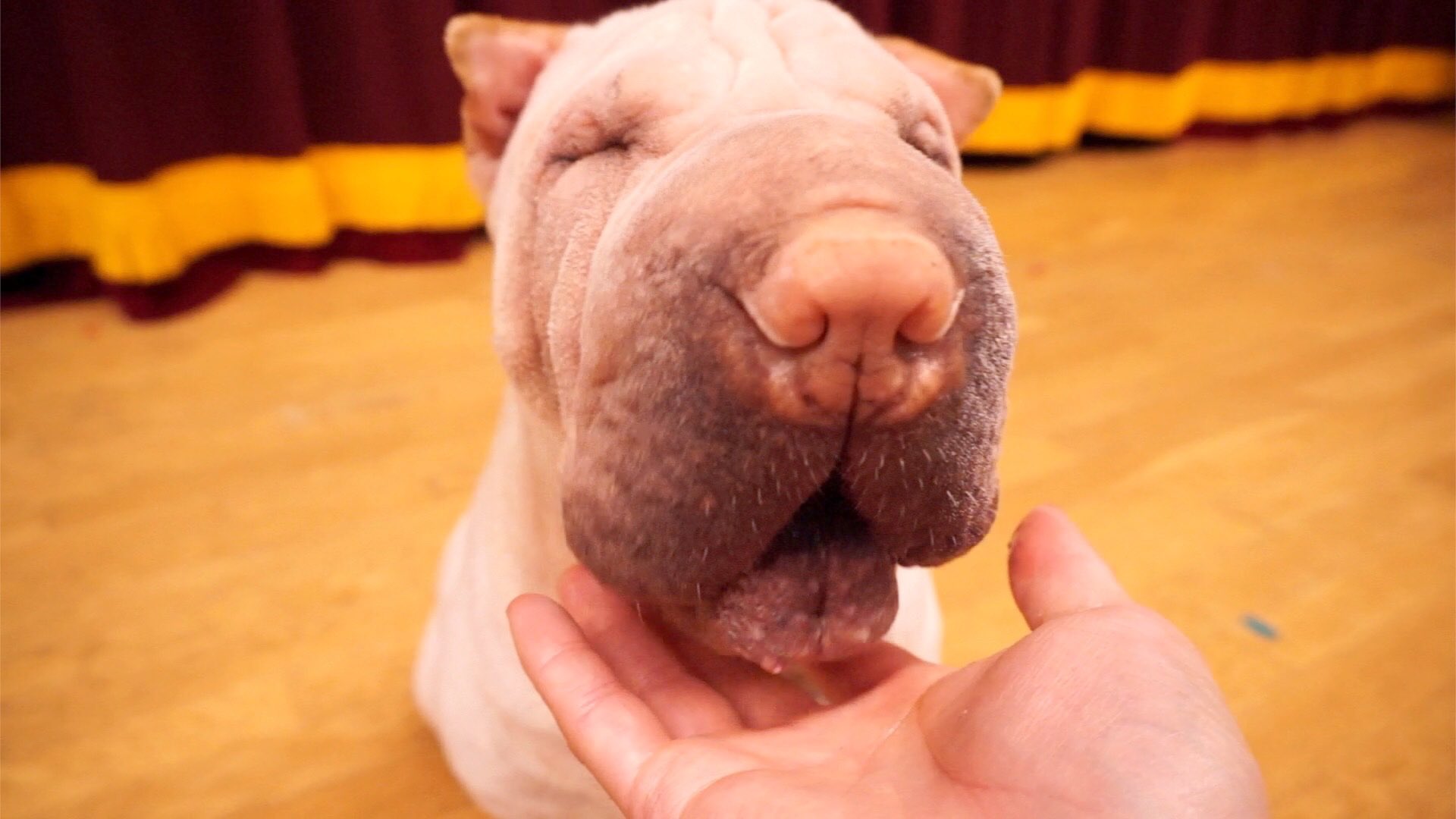 プーキーズ おじいちゃんみたい 笑 シャーペイ もやちゃん 犬 入れ歯取った直後的な T Co Zfdon3uw2p Twitter