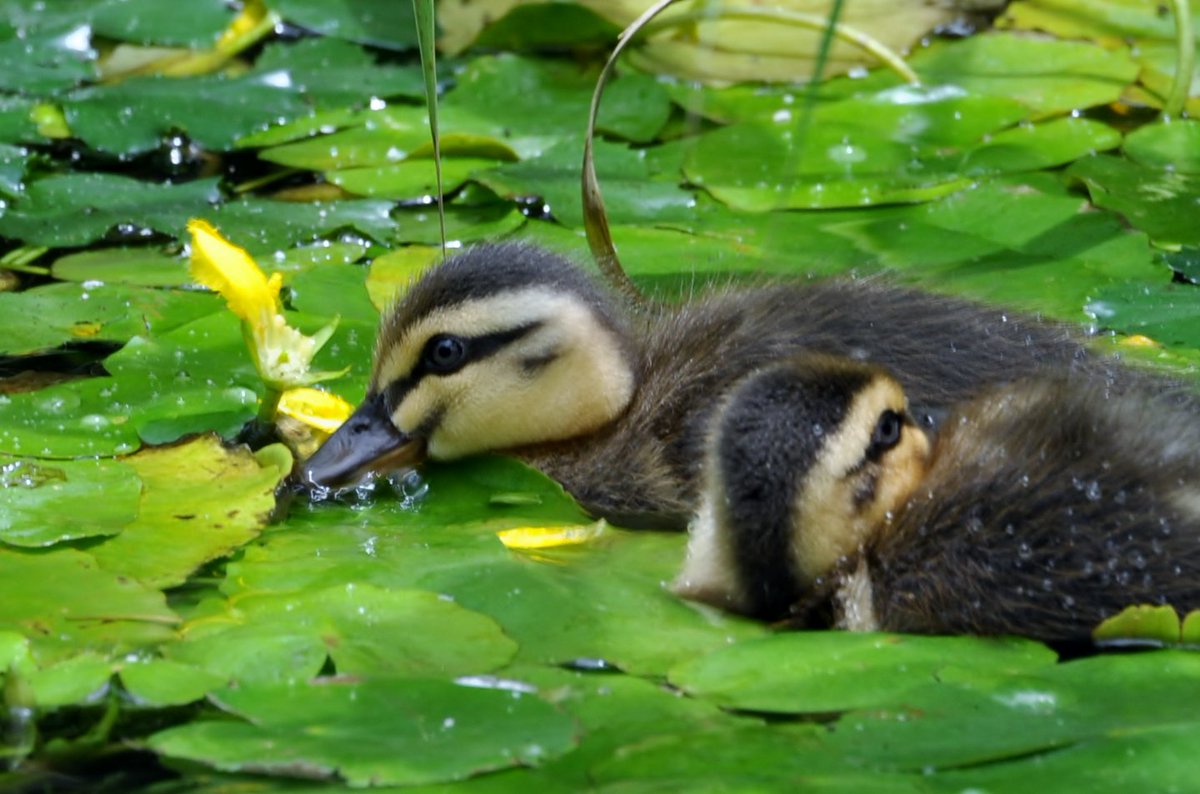 新潟市水族館マリンピア日本海 カルガモ雛摂食 にいがたフィールド 脊索動物門 鳥綱 カモ目 カモ科 マガモ 属 全長60 全国 東アジア 日本各地で繁殖 写真は ため池 でアサザ 準絶滅危惧 環境省 の花弁を摂食する雛 マリンピア日本海 新潟