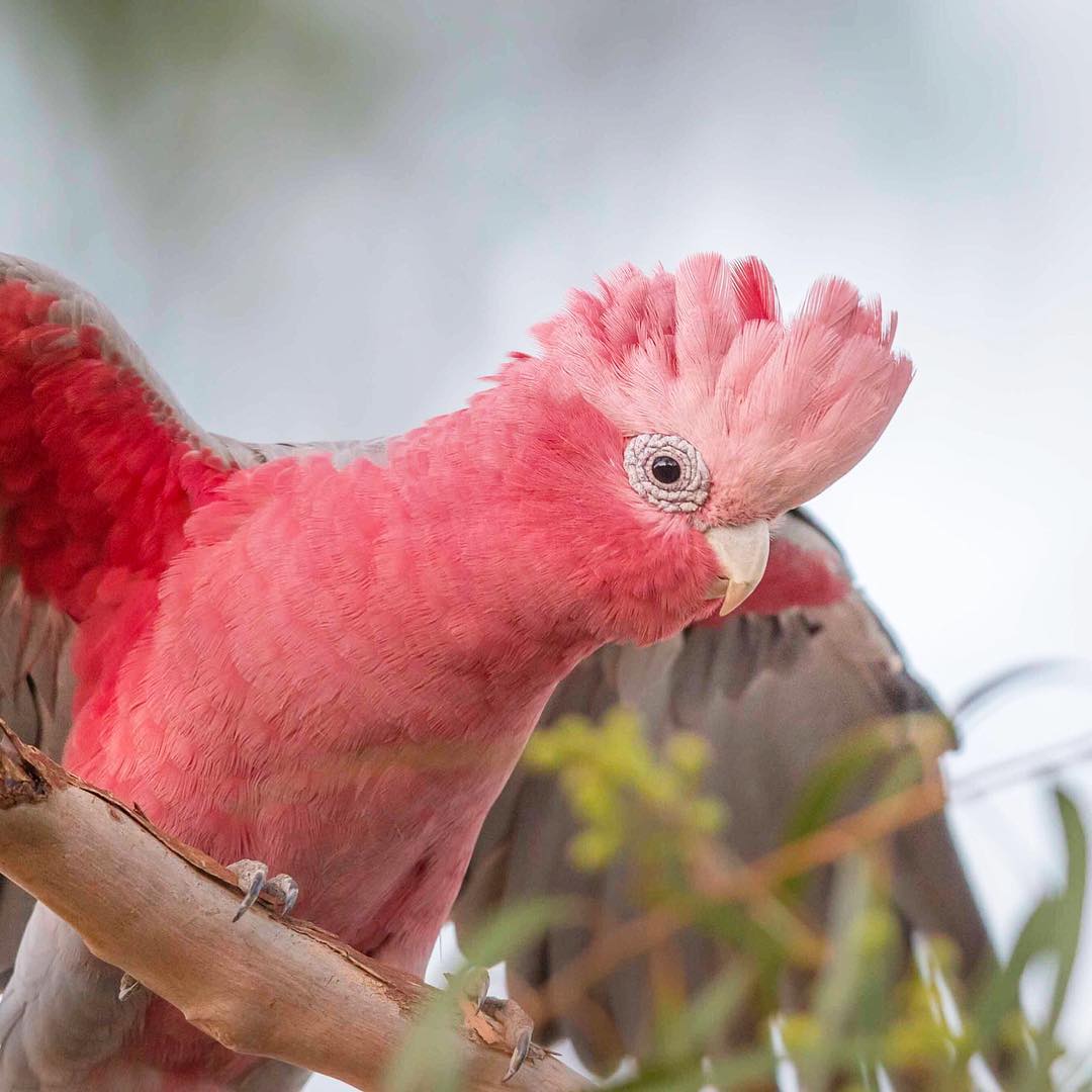 AMAZlNGNATURE's tweet photo. Gorgeous galah parrots

📷ig: georgina_steytler https://t.co/mAWCFV1tfR