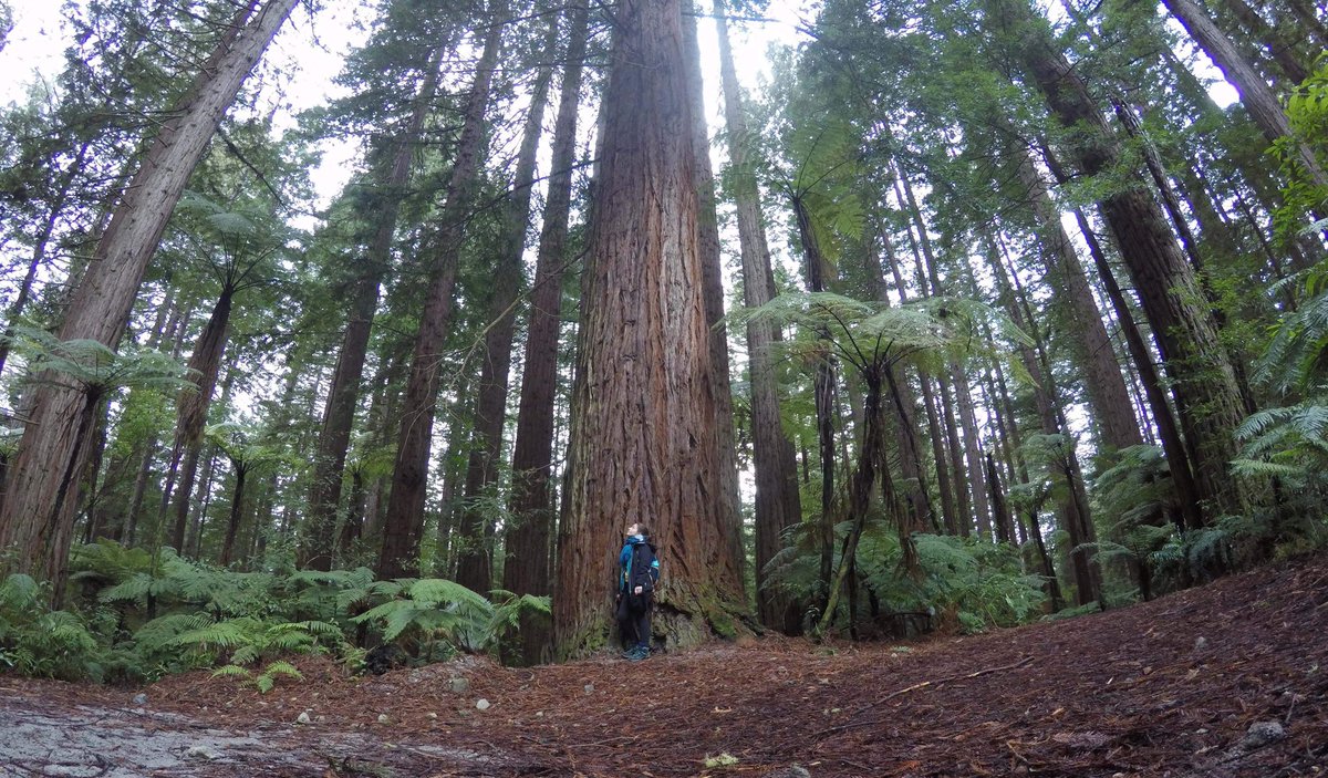 Premier jour à Rotorua, et on commence par une promenade zen dans les Redwoods, une forêt de séquoias centenaires à quelques minutes du centre-ville ! 🌳