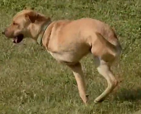 子犬のへや ケンタッキー州 前足と後ろ足1本ずつにひどい骨折と感染症を抱え側溝の中に横たわっていた デュース 左側にある足の切断を余儀なくされるも 残った右側の足だけで器用に走るすべを自力マスター 犬 奇跡の生還犬 Wdtn T