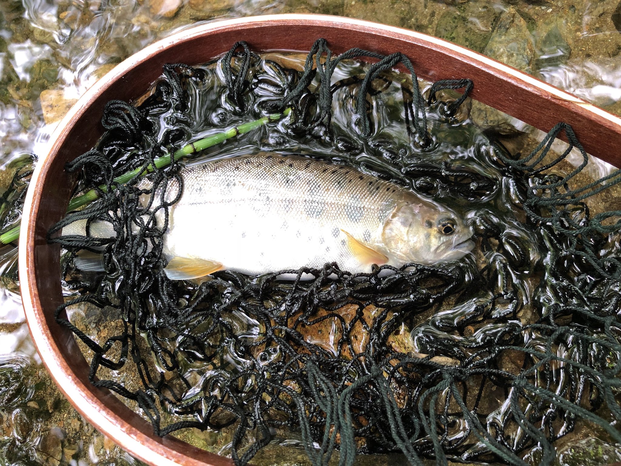 Maya Melpharia 昨日 配信中に塩焼きにして食べたヤマメとイワナ3匹 閉伊川 大川 岩泉 釣り 宮古 ルアー T Co 3e7gljlzlb Twitter