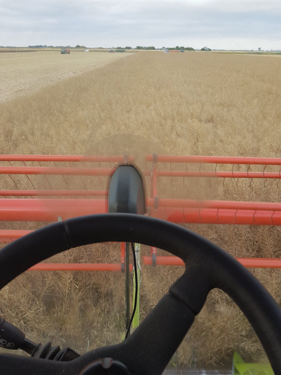 Harvesting osr at 6am before it gets too dry again 🧐 #Harvest18