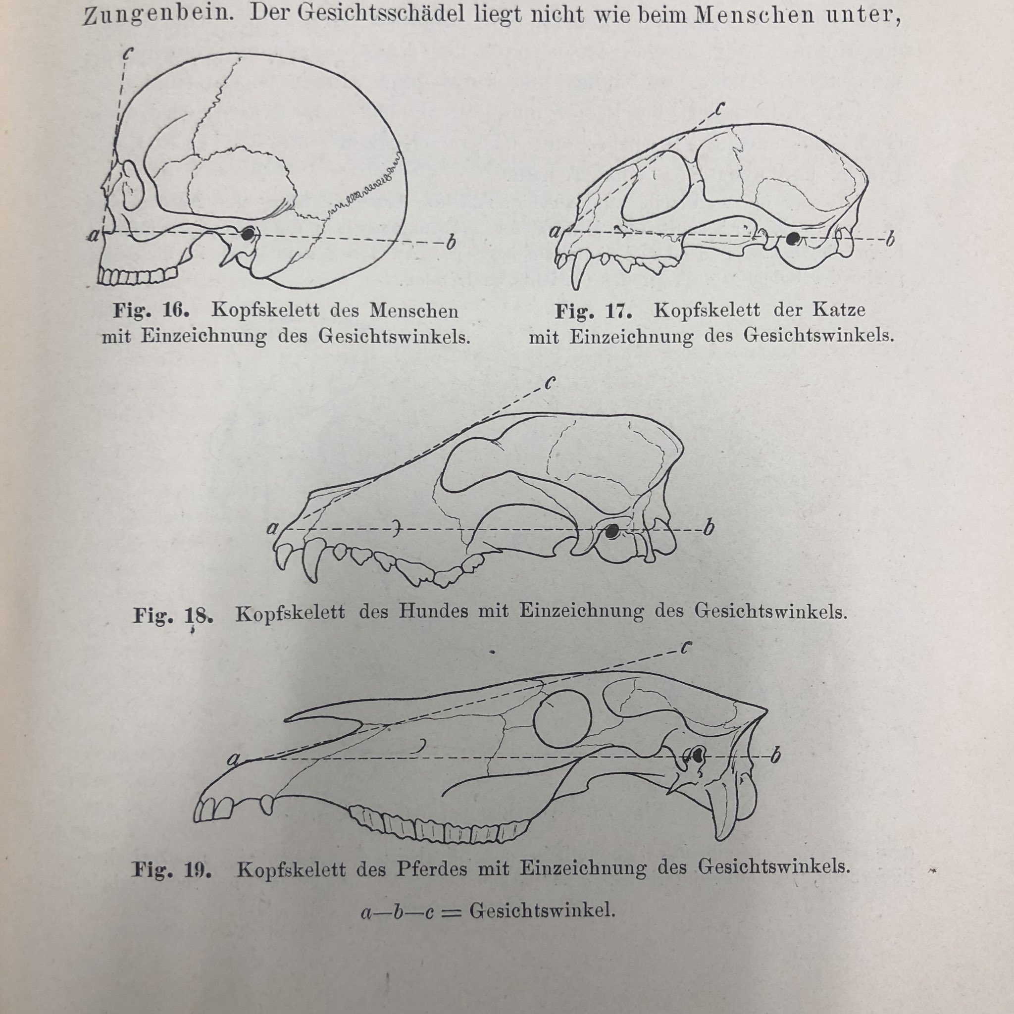 伊豆の美術解剖学者 Tapir Pir イヌの正面図に描かれているのは眼窩靱帯かも知れません 原著テキスト 右上猫の頭蓋には描かれてました T Co Uudk7ueepl Twitter