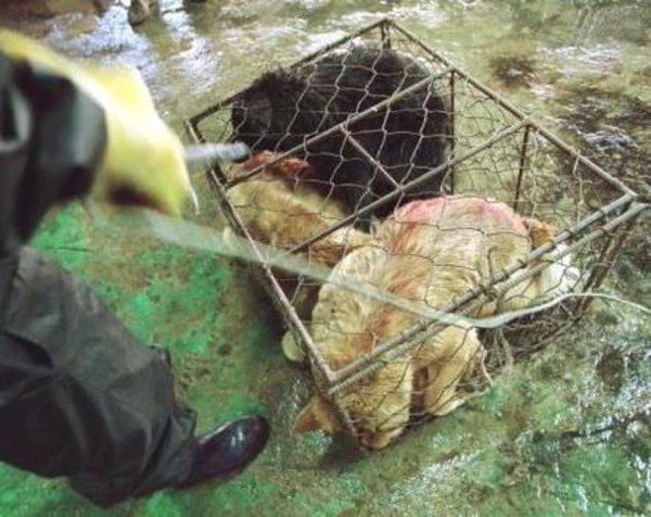 annamoor1995's tweet photo. .@lemondefr .@nytimes #SouthKorea is expected 2 #SLAUGHTER as many as up to1 Million #dogs during #Boknal 2 make #Soup 2 #COOL!The #Boknal days R: Chobok - July 17Joongbok - July 27
Malbok - August 16. #TORUTURE #ELECTROCUTION #BEATEN 2 Death, Cooked #ALIVE after LiFE of #CUELTY! https://t.co/VaTVz1o5gY