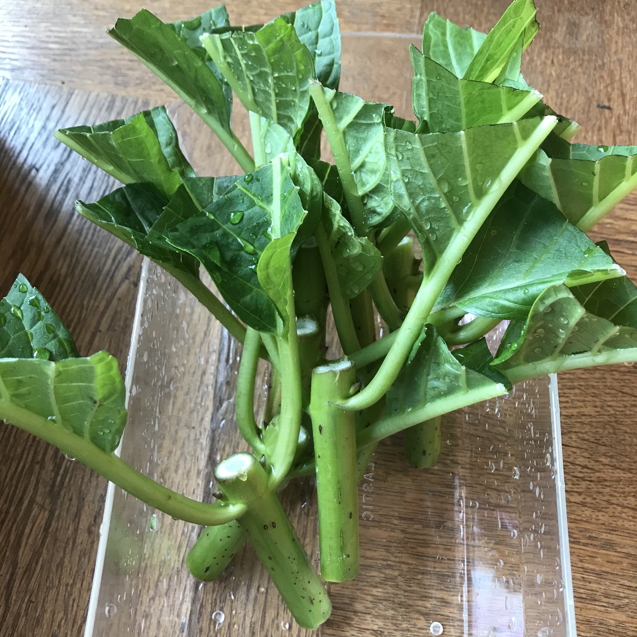 O Xrhsths 𓇟黒大根くん2 0 ビジネスとプログラミングの勉強 Sto Twitter 今日のガーデニング アジサイの剪定と挿し木٩ D ۶ 切った枝は ペットボトル密閉挿し という方法で挿し木しました 家庭菜園 ガーデニング アジサイ 剪定 挿し木 緑の