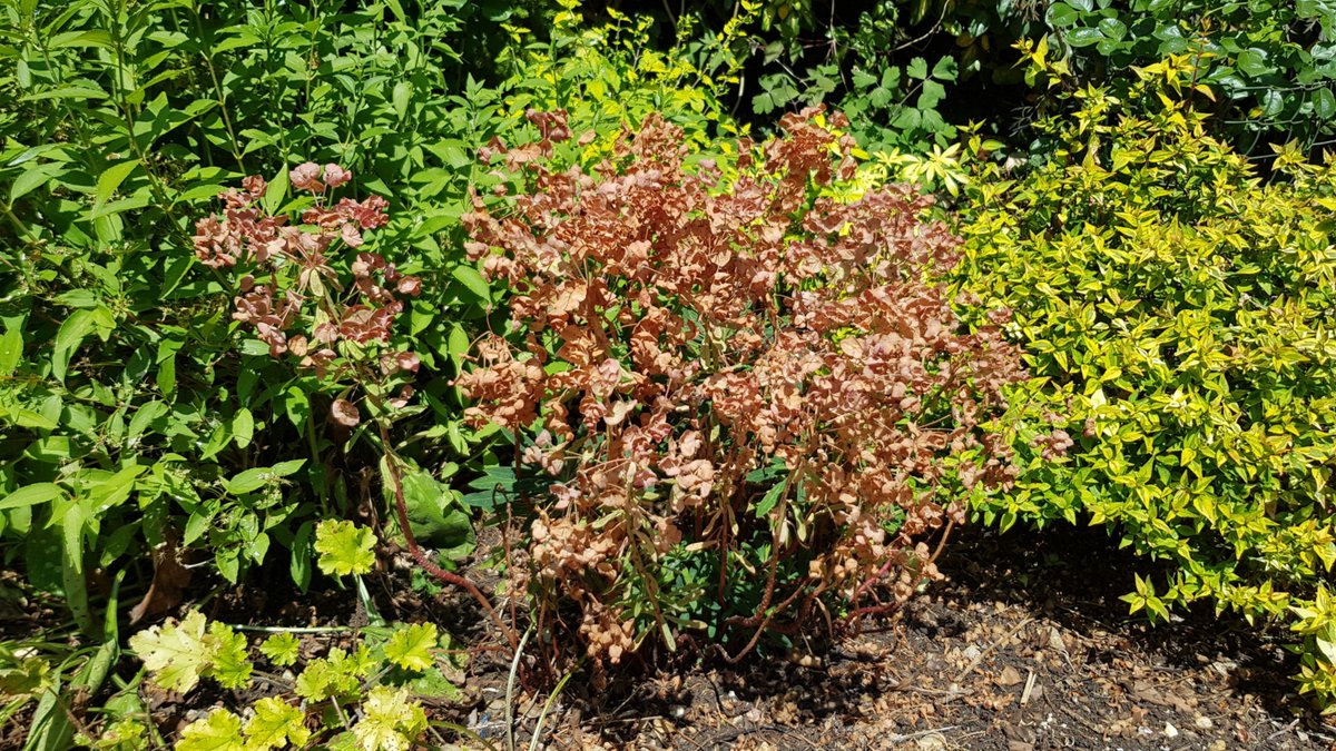 WFGA_'s tweet photo. Time to remove flowered biennial stems to the ground from shrubby Euphorbias. Watch out for the irritant milky sap that can burn your skin, particularly in sunshine! #topicaltips https://t.co/1lLmF45b0U