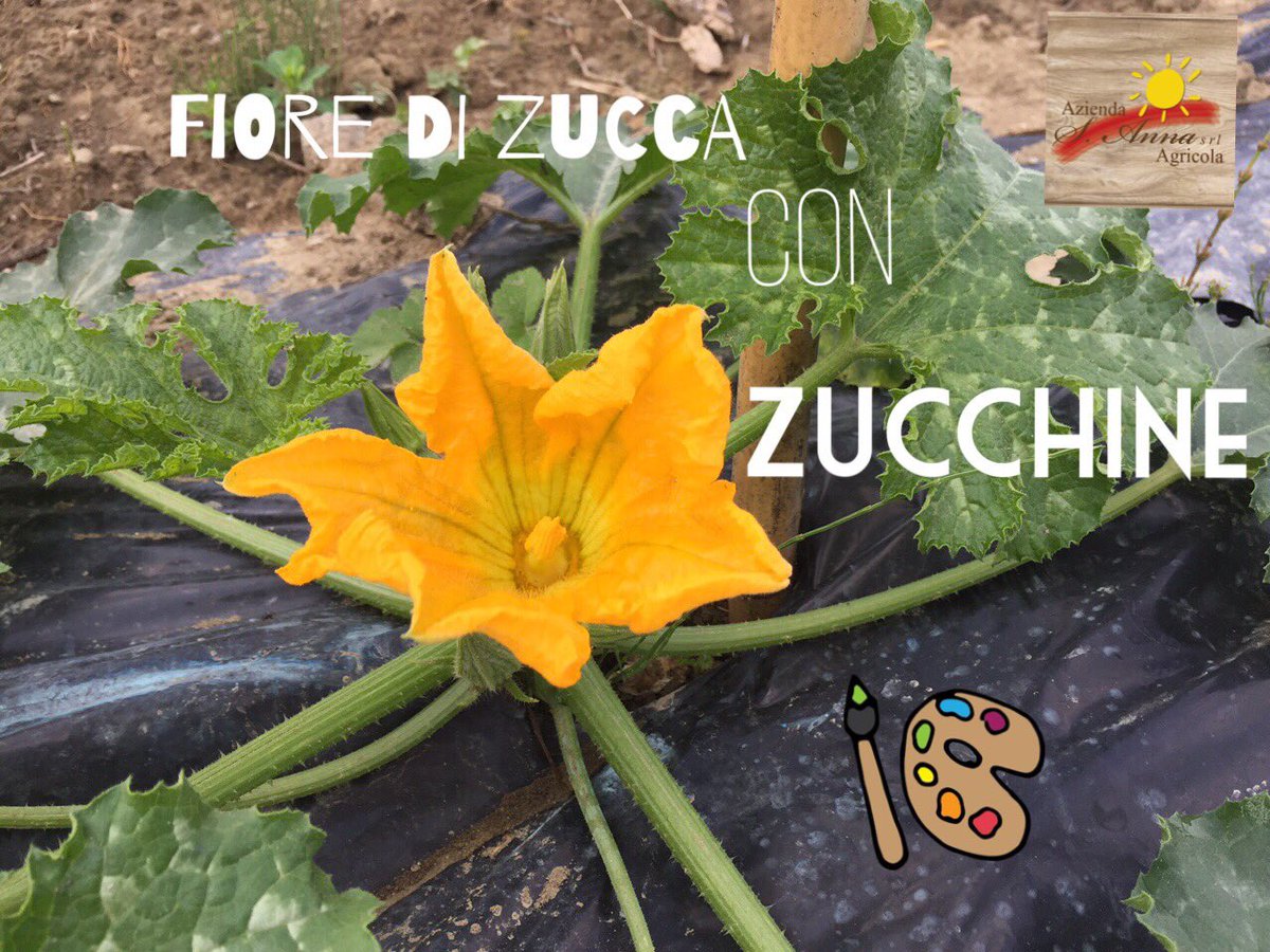 SAzienda's tweet photo. Le nostre #verdure 😜🍅
#Food #foodparty #Italy #visitliguria https://t.co/JV9gk9mJap